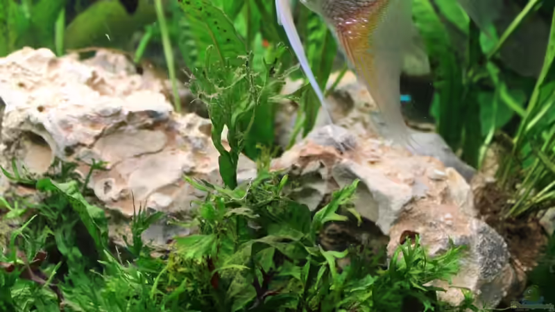 Besatz im Aquarium Used von Jahack (6)