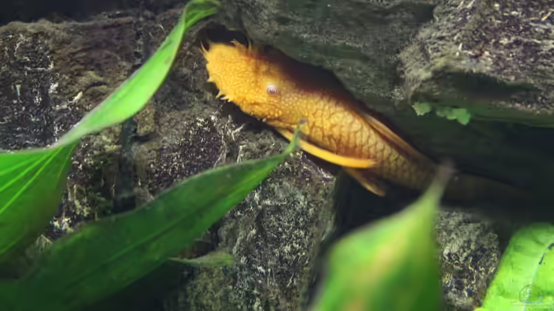 Besatz im Aquarium Used von Jahack (7)