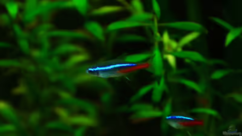 Besatz im Aquarium Usedom Becken von Marcel-Usedom (9)