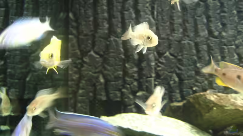 Besatz im Aquarium Utaka von Delta (28)