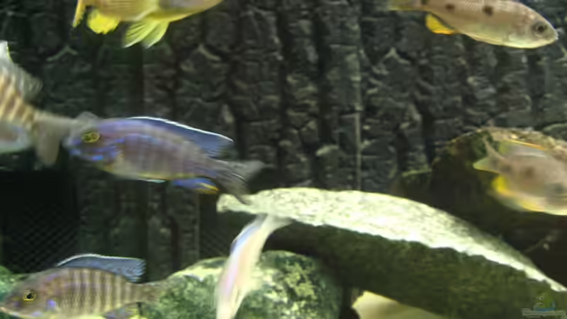 Besatz im Aquarium Utaka von Delta (30)