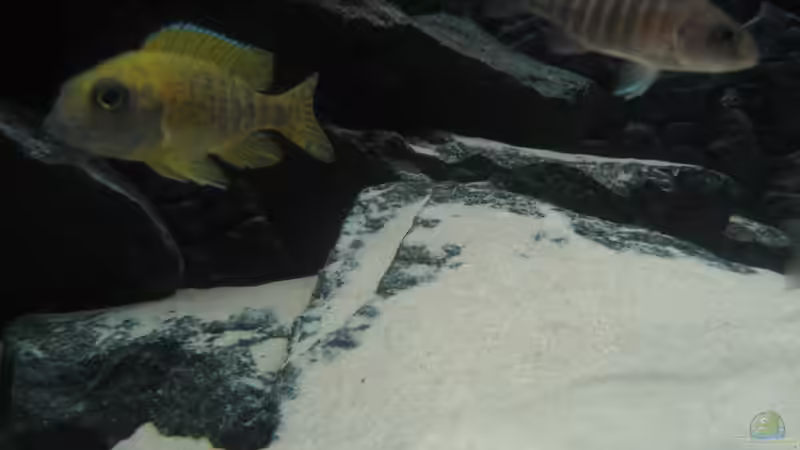 Besatz im Aquarium Utaka von Delta (33)