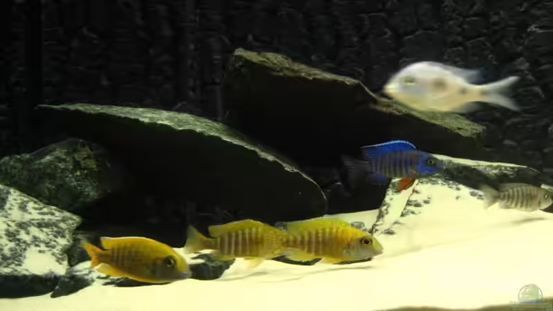 Besatz im Aquarium Utaka von Delta (35)