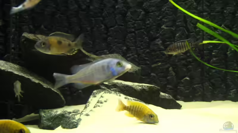 Besatz im Aquarium Utaka von Delta (36)