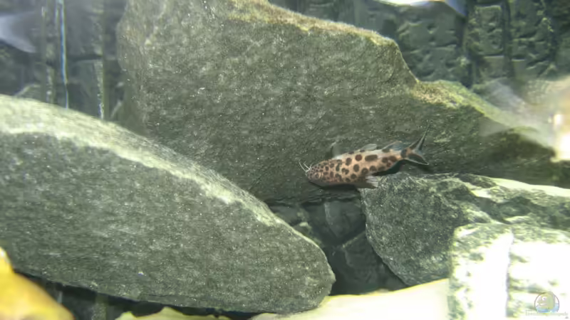 Besatz im Aquarium Utaka von Delta (37)