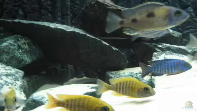 Besatz im Aquarium Utaka von Delta (38)