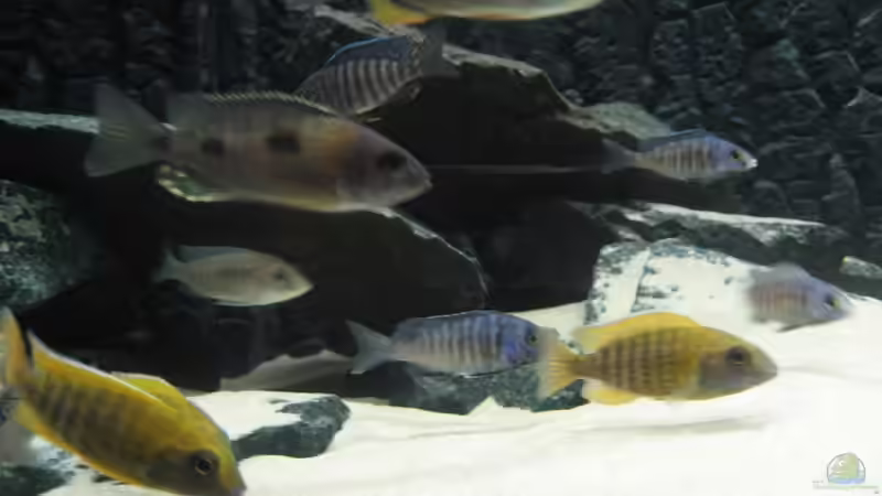 Besatz im Aquarium Utaka von Delta (39)