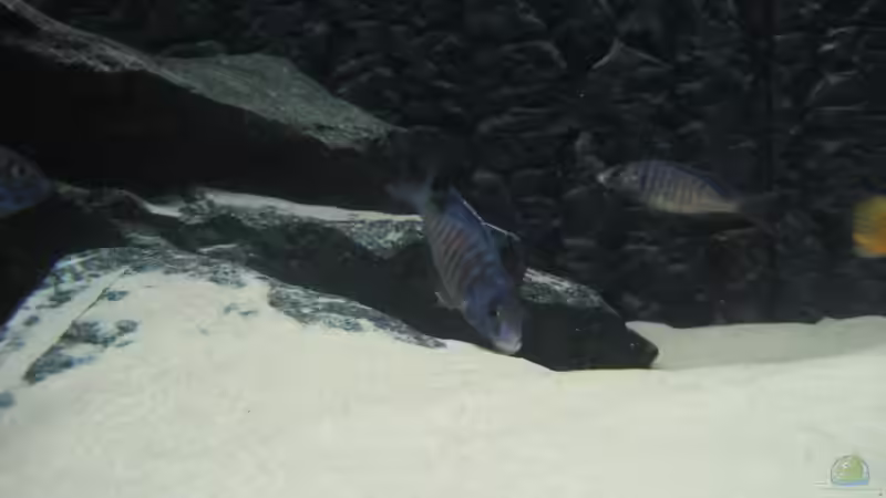 Besatz im Aquarium Utaka von Delta (40)