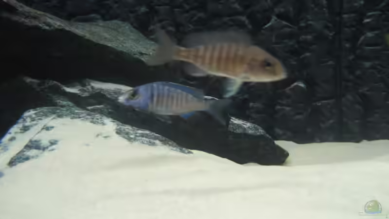 Besatz im Aquarium Utaka von Delta (41)