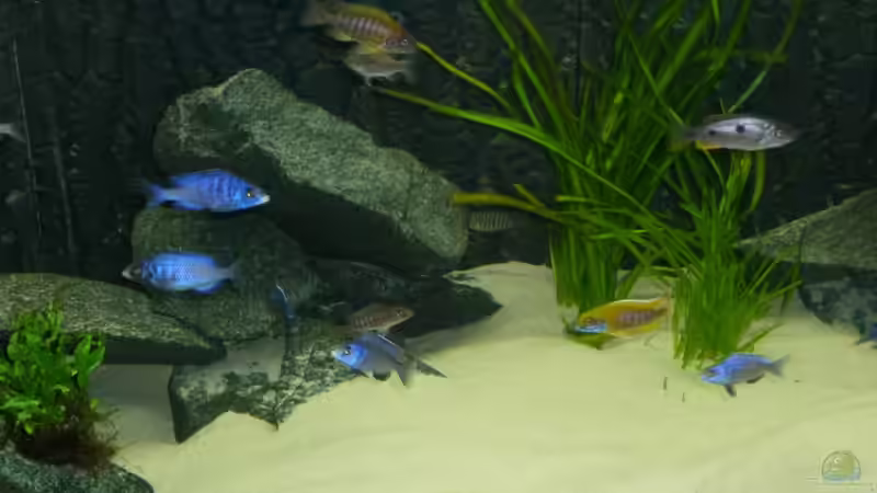 Besatz im Aquarium Utaka von Delta (43)