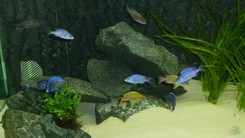 Besatz im Aquarium Utaka von Delta (44)