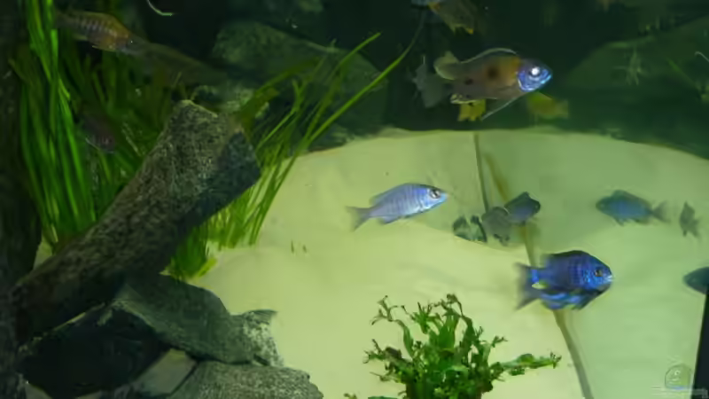 Besatz im Aquarium Utaka von Delta (45)