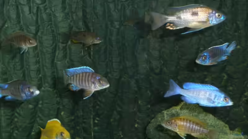 Besatz im Aquarium Utaka von Delta (46)