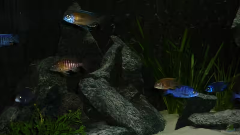 Besatz im Aquarium Utaka von Delta (47)