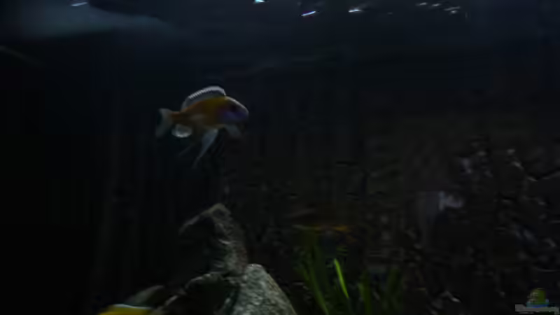 Besatz im Aquarium Utaka von Delta (48)