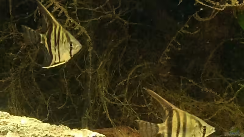 Besatz im Aquarium Versuch &quot;die Erste&quot; von acuticeps (16)