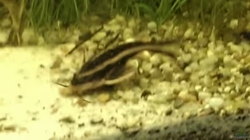 Besatz im Aquarium Versuch &quot;die Erste&quot; von acuticeps (18)