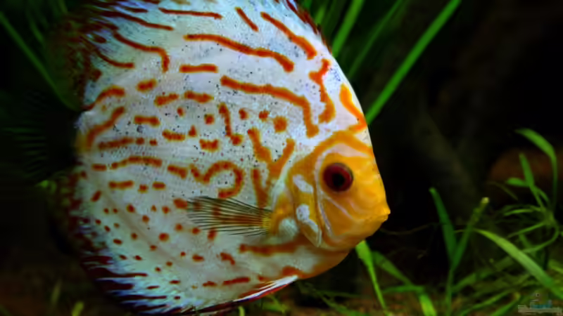 Besatz im Aquarium Villa Kunterbunt von Sue (52)