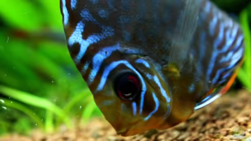 Besatz im Aquarium Villa Kunterbunt von Sue (53)