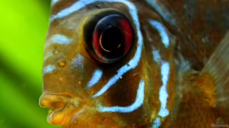 Besatz im Aquarium Villa Kunterbunt von Sue (54)