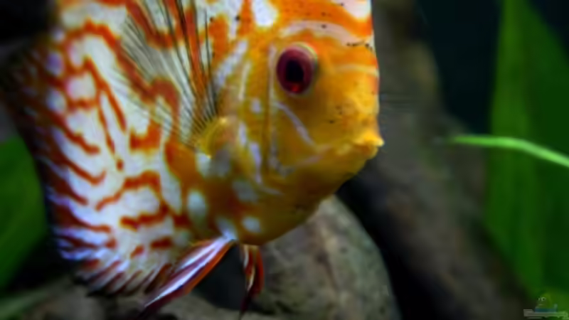 Besatz im Aquarium Villa Kunterbunt von Sue (57)