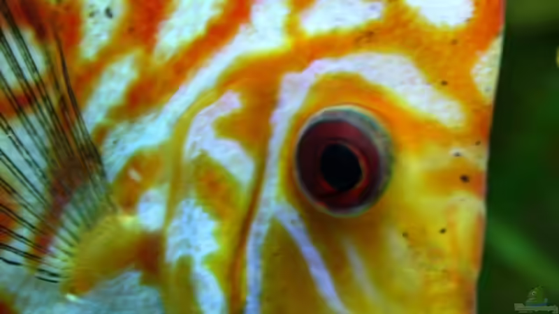 Besatz im Aquarium Villa Kunterbunt von Sue (60)