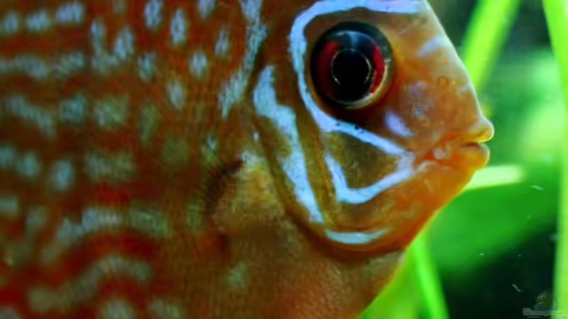 Besatz im Aquarium Villa Kunterbunt von Sue (66)