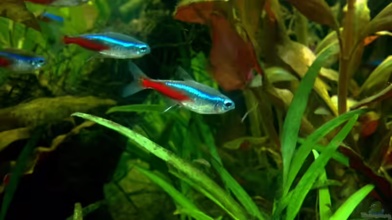 Besatz im Aquarium Villa Kunterbunt von Sue (71)