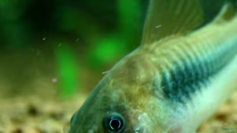 Besatz im Aquarium Villa Kunterbunt von Sue (74)