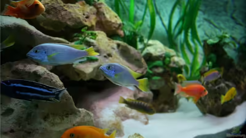 Besatz im Aquarium Vision 450 von M3z (28)