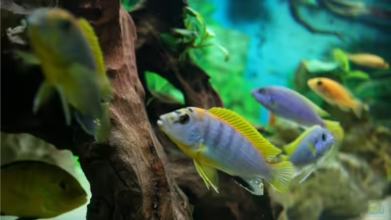 Besatz im Aquarium Vision 450 von M3z (30)