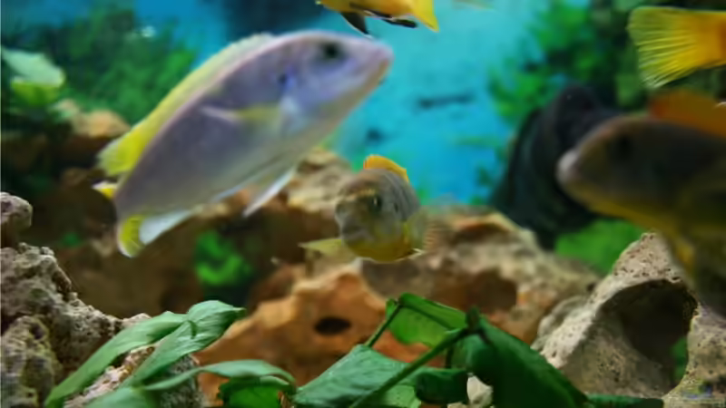 Besatz im Aquarium Vision 450 von M3z (31)