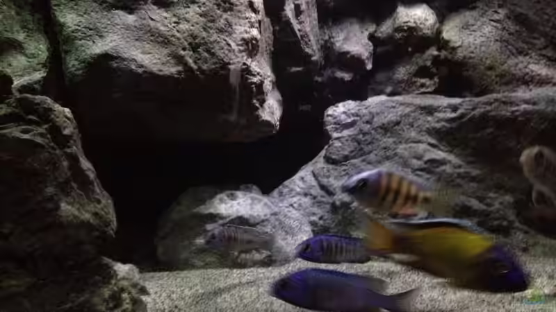 Besatz im Aquarium Vision Malawi (Nur noch Beispiel) von Tobias Sch. (27)