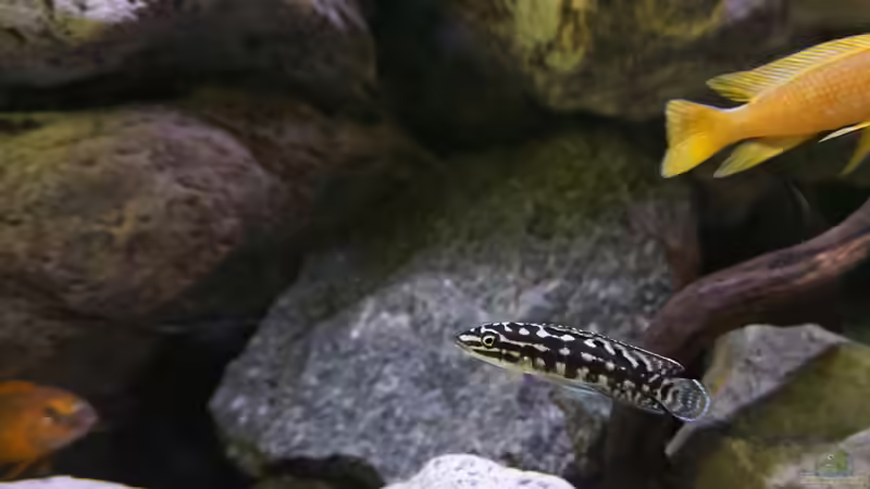 Besatz im Aquarium Vivaline Rocks von Hero67 (10)