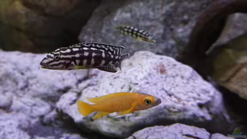 Besatz im Aquarium Vivaline Rocks von Hero67 (11)