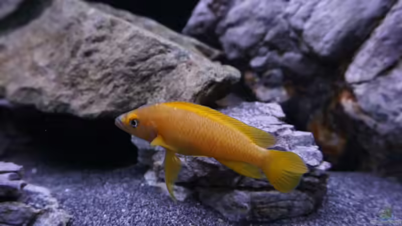 Besatz im Aquarium Vivaline Rocks von Hero67 (5)