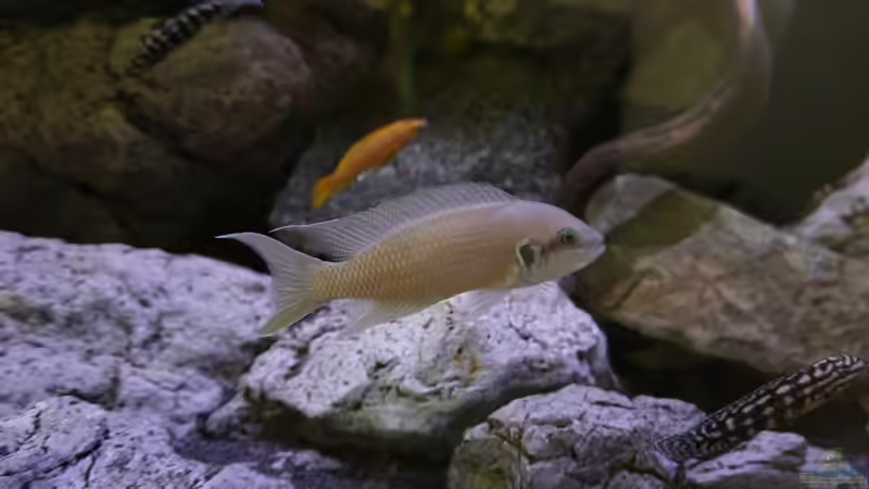 Besatz im Aquarium Vivaline Rocks von Hero67 (8)