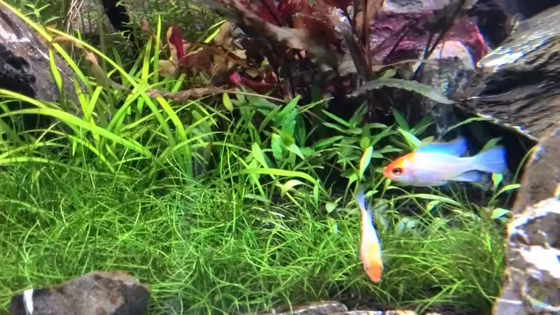 Besatz im Aquarium Vom Dschungel zum Iwagumi von Vancouver2010 (120)