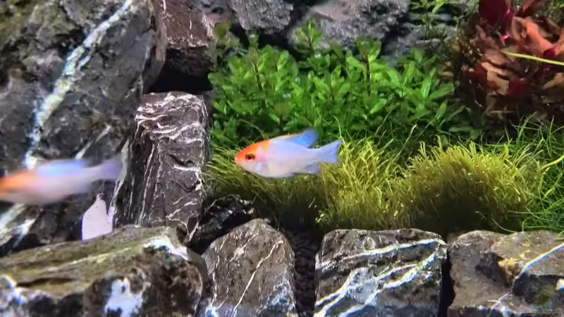 Besatz im Aquarium Vom Dschungel zum Iwagumi von Vancouver2010 (121)