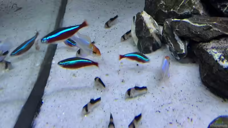 Besatz im Aquarium Vom Dschungel zum Iwagumi von Vancouver2010 (124)