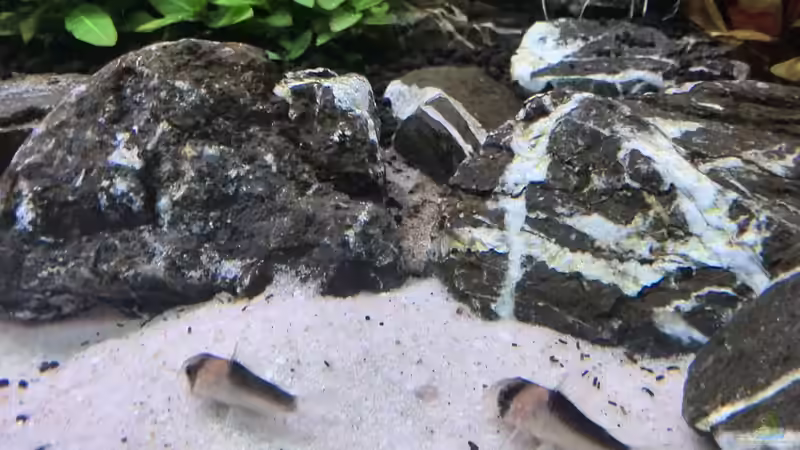 Besatz im Aquarium Vom Dschungel zum Iwagumi von Vancouver2010 (125)