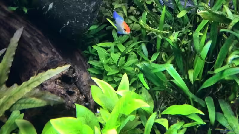 Besatz im Aquarium Vom Dschungel zum Iwagumi von Vancouver2010 (126)