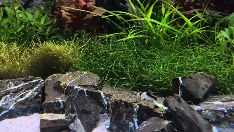 Besatz im Aquarium Vom Dschungel zum Iwagumi von Vancouver2010 (128)