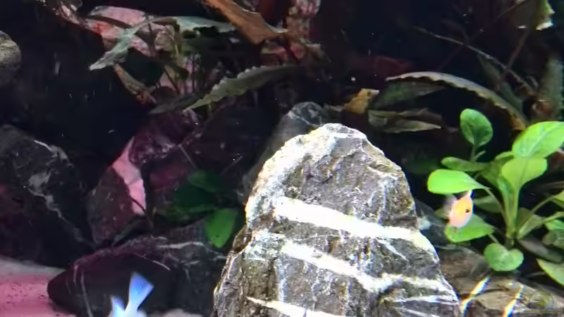 Besatz im Aquarium Vom Dschungel zum Iwagumi von Vancouver2010 (129)