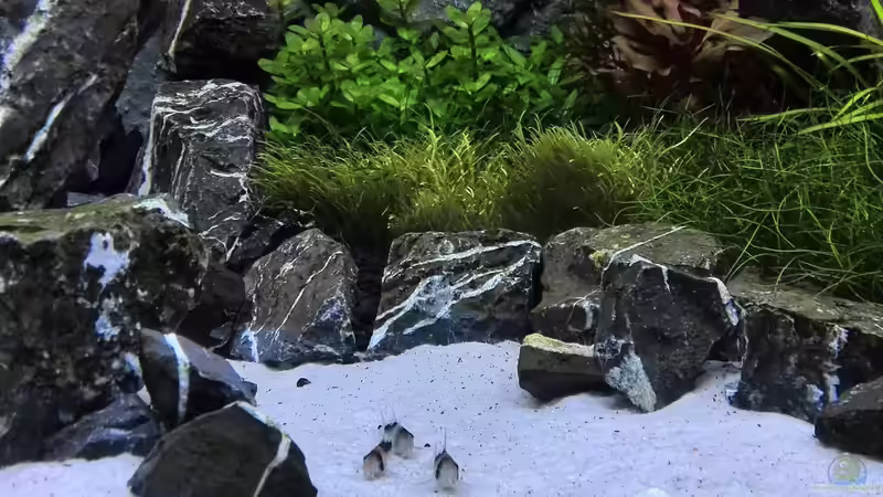 Besatz im Aquarium Vom Dschungel zum Iwagumi von Vancouver2010 (130)