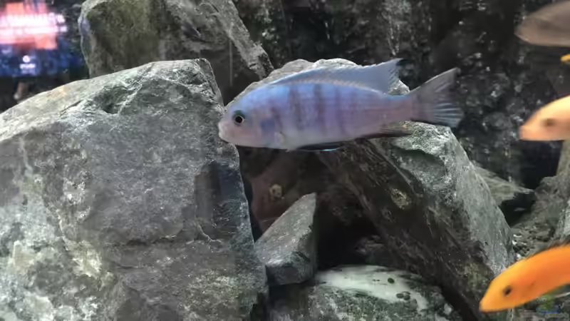 Besatz im Aquarium Voralpen Afrika von Tobias Sanktjohanser (28)