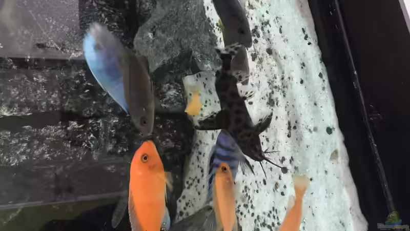 Besatz im Aquarium Voralpen Afrika von Tobias Sanktjohanser (29)