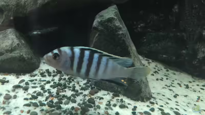 Besatz im Aquarium Voralpen Afrika von Tobias Sanktjohanser (30)