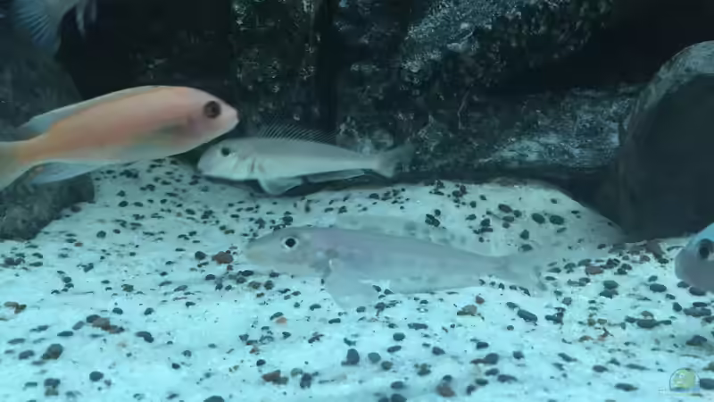 Besatz im Aquarium Voralpen Afrika von Tobias Sanktjohanser (32)