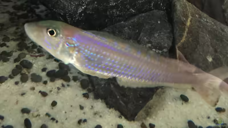 Besatz im Aquarium Voralpen Afrika von Tobias Sanktjohanser (34)